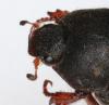 Hoplia sp.